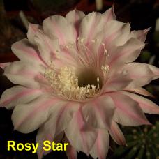 EP-H. Rosy Star.4.1.jpg 